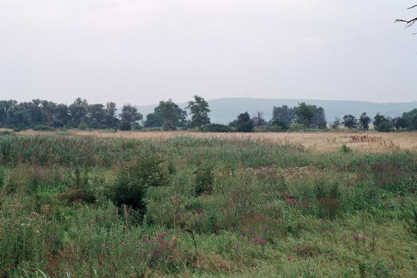 Kamenín, 26.7.2004
Slaniště Čistiny.


Schlüsselwörter: Kamenín slaniště Čistiny Agriotes proximus brevis sputator lineatus