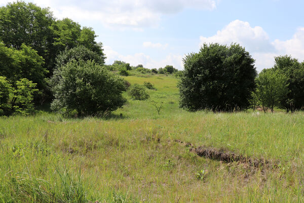 Kamenín, 5.6.2022
Pískovna u Pavlové.
Schlüsselwörter: Kamenín pískovna