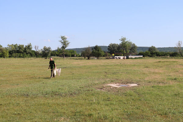 Kamenný Most, 5.6.2022
Kamenínske slanisko - Čistiny.
Mots-clés: Kamenný Most Čistiny Agriotes medvedevi proximus rufipalpis Čepelák