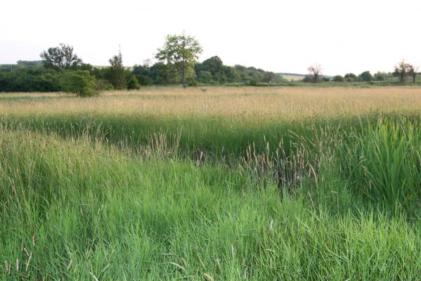 Kamenín, 8.6.2013
Slaniště Čistiny.



Schlüsselwörter: Kamenín slaniště Čistiny Agriotes medvedevi rufipalpis proximus brevis sputator lineatus