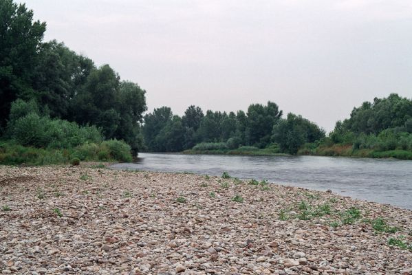 Kamenín, Hron, 27.6.2004
Štěrkové břehy Hronu u obce Kamenín. Biotop kovaříka Zorochros quadriguttatus
Klíčová slova: Kamenín Hron Zorochros quadriguttatus