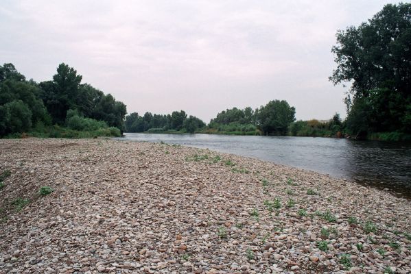 Kamenín, Hron, 27.6.2004
Štěrkové břehy Hronu u obce Kamenín. Biotop kovaříka Zorochros quadriguttatus
Keywords: Kamenín Hron Zorochros quadriguttatus