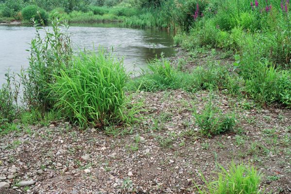 Kamenín, Hron, 27.6.2004
Štěrkové břehy Hronu u obce Kamenín. Biotop kovaříka Zorochros quadriguttatus
Klíčová slova: Kamenín Hron Zorochros quadriguttatus