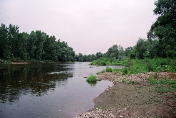 Kamenín, Hron, 27.6.2004
Štěrkové a bahnité břehy Hronu u obce Kamenín. Biotop kovaříka Zorochros quadriguttatus
Schlüsselwörter: Kamenín Hron Zorochros quadriguttatus