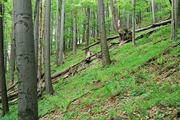 Kamenka, 4.5.2004
Rezervace Na Čermence.
Mots-clés: Kamenka Na Čermence Agriotes pilosellus Athous subfuscus Ampedus sanguineus pomorum