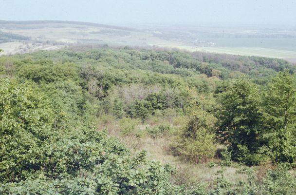 Kamenný Most, 13.5.1988
Modrý vrch, paseka pod vysílačem.
Klíčová slova: Kamenný Most Modrý vrch Hygy Farok Prosternon chrysocomum Ampedus praeustus