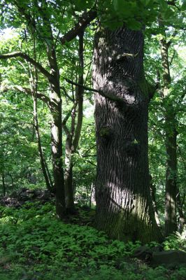 Kamýk, vrch Plešivec, 6.6.2010
Les na jižním hřbetu.
Klíčová slova: Kamýk Plešivec Porthmidius austriacus Athous vittatus haemorrhoidalis subfuscus Agriotes pallidulus