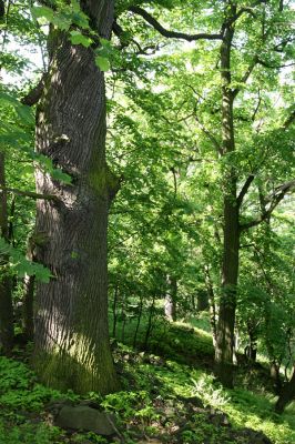 Kamýk, vrch Plešivec, 6.6.2010
Les na jižním hřbetu.
Klíčová slova: Kamýk Plešivec Porthmidius austriacus Athous vittatus haemorrhoidalis subfuscus Agriotes pallidulus