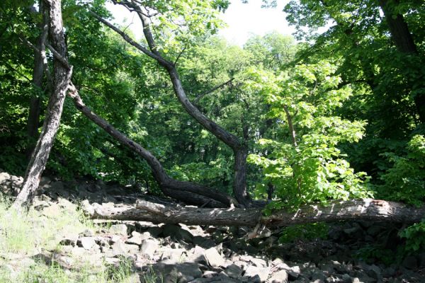 Kamýk, vrch Plešivec, 6.6.2010
Na okrajích suťových polí u vrcholu kopce rostou mohutné lípy. Na jejich větvích lze pozorovat výletové otvory od různých druhů hmyzu.
Schlüsselwörter: Kamýk Plešivec Lamprodila rutilans krasec lipový Stenagostus rhombeus Hypoganus inunctus