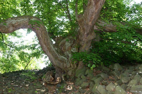 Kamýk, vrch Plešivec, 6.6.2010
Mohutná solitérní lípa na horním okraji suťových polí.
Mots-clés: Kamýk Plešivec Lamprodila rutilans krasec lipový