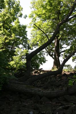 Kamýk, vrch Plešivec, 6.6.2010
Na okrajích suťových polí u vrcholu kopce rostou mohutné lípy a duby. Na jejich větvích lze pozorovat výletové otvory od různých druhů hmyzu.
Keywords: Kamýk Plešivec Lamprodila rutilans krasec lipový Stenagostus rhombeus Hypoganus inunctus