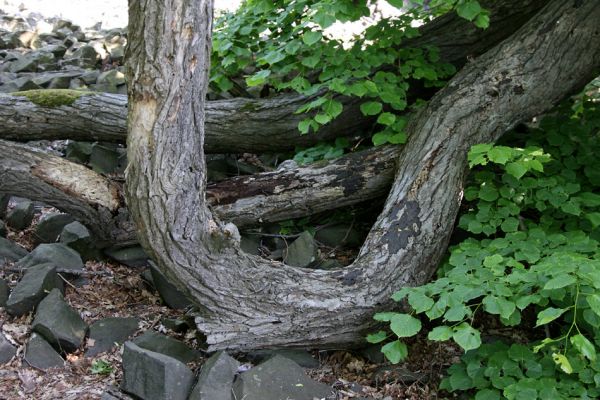 Kamýk, vrch Plešivec, 6.6.2010
Na okrajích suťových polí u vrcholu kopce rostou mohutné lípy. Na jejich větvích, které se zde vinou jako chapadla obří chobotnice, lze pozorovat výletové otvory od různých druhů hmyzu.
Keywords: Kamýk Plešivec Stenagostus rhombeus Hypoganus inunctus