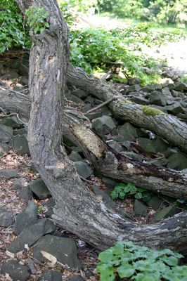 Kamýk, vrch Plešivec, 6.6.2010
Na okrajích suťových polí u vrcholu kopce rostou mohutné lípy. Na jejich větvích lze pozorovat výletové otvory od různých druhů hmyzu.
Keywords: Kamýk Plešivec Stenagostus rhombeus Hypoganus inunctus