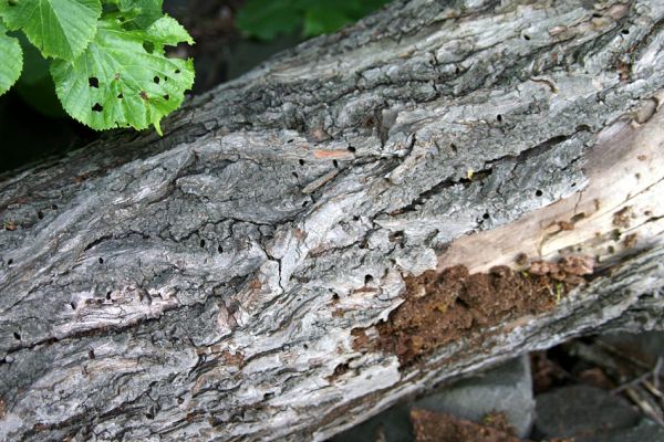 Kamýk, vrch Plešivec, 6.6.2010
Na okrajích suťových polí u vrcholu kopce rostou mohutné lípy. Na jejich větvích lze pozorovat výletové otvory od různých druhů hmyzu. Na snímku výletové otvory od krasců lipových.
Keywords: Kamýk Plešivec Lamprodila rutilans krasec lipový