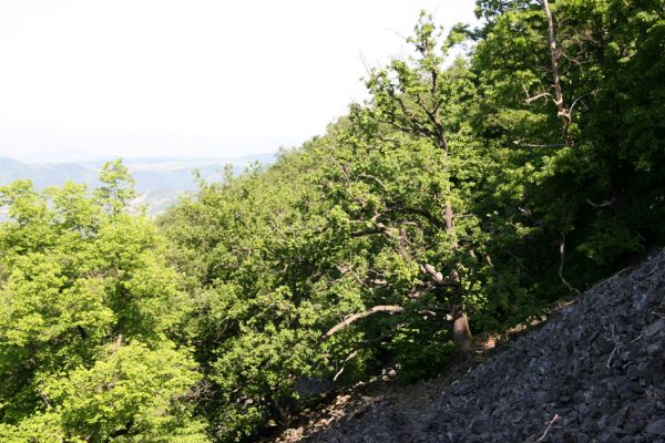 Kamýk, vrch Plešivec, 6.6.2010
Na okrajích suťových polí u vrcholu kopce rostou mohutné duby a lípy.
Schlüsselwörter: Kymýk Plešivec Petr Brůha Idolus picipennis Dicronychus cinereus Pheletes aeneoniger Cardiophorus gramineus nigerrimus Osmoderma páchník