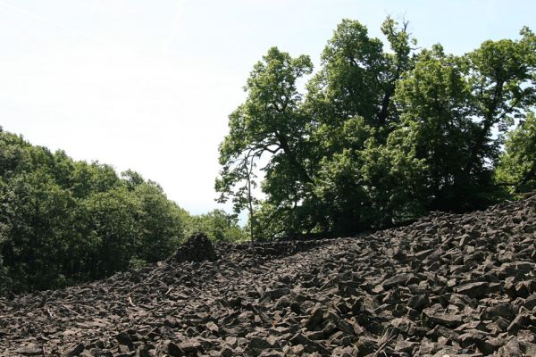 Kamýk, vrch Plešivec, 6.6.2010
Na okrajích suťových polí u vrcholu kopce rostou mohutné lípy. Na jejich větvích lze pozorovat výletové otvory od různých druhů hmyzu.
Klíčová slova: Kamýk Plešivec Lamprodila rutilans krasec lipový Stenagostus rhombeus Hypoganus inunctus Cardiophorus nigerrimus Pheletes aeneoniger