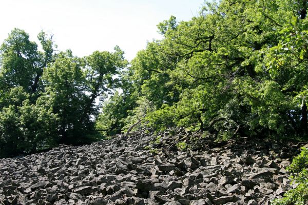 Kamýk, vrch Plešivec, 6.6.2010
Na okrajích suťových polí u vrcholu kopce rostou mohutné lípy a duby.
Klíčová slova: Kamýk Plešivec Dicronychus cinereus Cardiophorus nigerrimus Pheletes aeneoniger Idolus picipennis