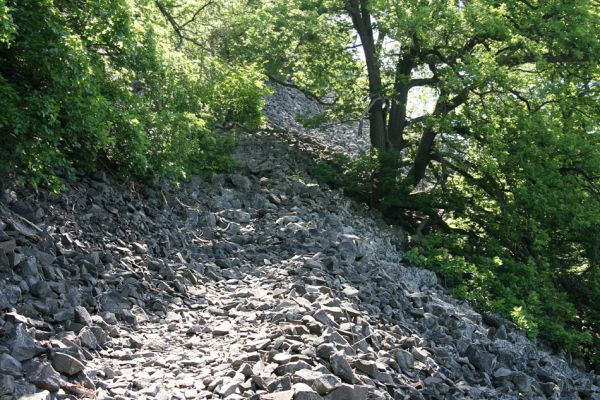 Kamýk, vrch Plešivec, 6.6.2010
U cesty přes suťové pole rostou mohutné solitérní duby.
Mots-clés: Kamýk Plešivec Dicronychus cinereus Cardiophorus nigerrimus gramineus Pheletes aeneoniger Idolus picipennis Anostirus gracilicollis