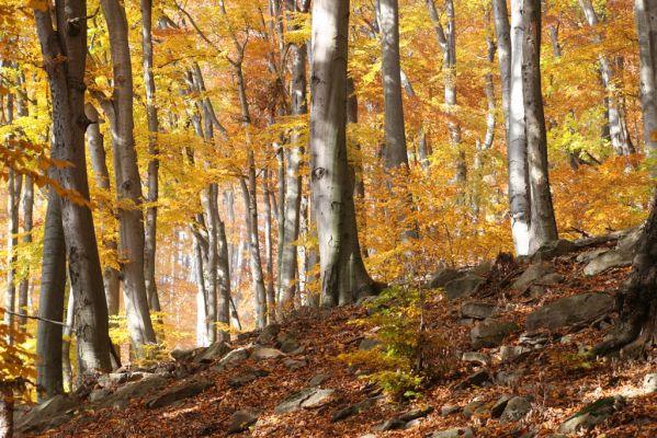 Fintice, vrch Stráž, 2.11.2011
Podzim v suťovém lese na západním svahu Stráže.



Klíčová slova: Fintice Stráž Crepidophorus mutilatus