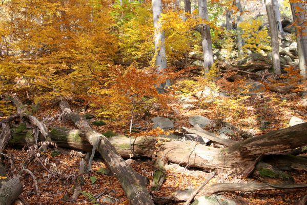 Fintice, vrch Stráž, 2.11.2011
Podzim v suťovém lese na západním svahu Stráže.



Klíčová slova: Fintice Stráž Crepidophorus mutilatus