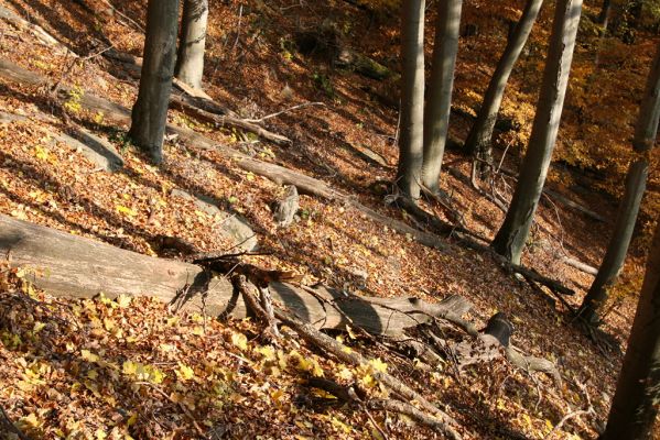 Fintice, vrch Stráž, 2.11.2011
Podzim v suťovém lese na západním svahu Stráže.
Schlüsselwörter: Fintice Stráž Crepidophorus mutilatus