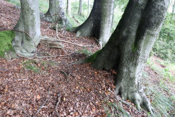 Horní Jiřetín, 25.9.2021
Černice, vrch Kapucín - prales na jižním svahu.
Klíčová slova: Krušné hory Horní Jiřetín Černice vrch Kapucín jih Limoniscus violaceus