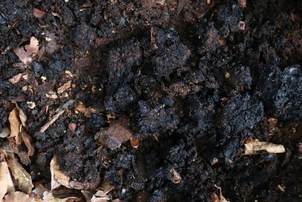 Horní Jiřetín, 25.9.2021
Černice, vrch Kapucín - prales na jižním svahu. Dutina buku osídlená kovaříky Limoniscus violaceus.
Klíčová slova: Krušné hory Horní Jiřetín Černice vrch Kapucín jih Limoniscus violaceus