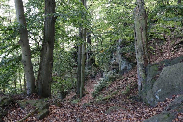 Horní Jiřetín, 25.9.2021
Černice, vrch Kapucín, Liščí skály.
Klíčová slova: Krušné hory Horní Jiřetín Černice vrch Kapucín Liščí skály