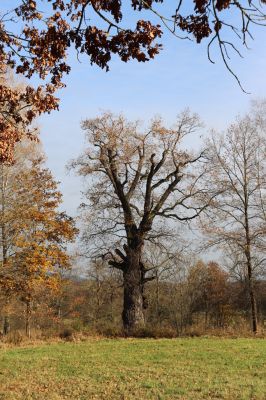 Karlovice, 18.11.2020
Sedmihorky,  solitérní dub u PR Bažantník.
Schlüsselwörter: Karlovice Sedmihorky PR Bažantník