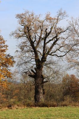 Karlovice, 18.11.2020
Sedmihorky, solitérní dub u PR Bažantník.
Klíčová slova: Karlovice Sedmihorky PR Bažantník