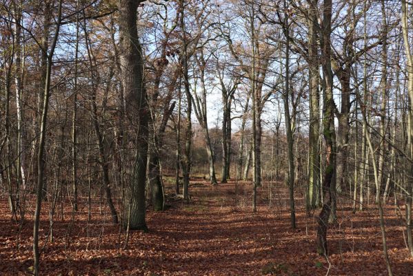 Karlovice, 18.11.2020
Sedmihorky, PR Bažantník.
Klíčová slova: Karlovice Sedmihorky PR Bažantník