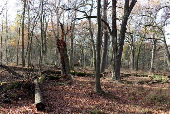 Karlovice, 18.11.2020
Sedmihorky, PR Bažantník.
Schlüsselwörter: Karlovice Sedmihorky PR Bažantník