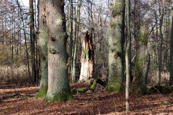 Karlovice, 18.11.2020
Sedmihorky, PR Bažantník.
Schlüsselwörter: Karlovice Sedmihorky PR Bažantník