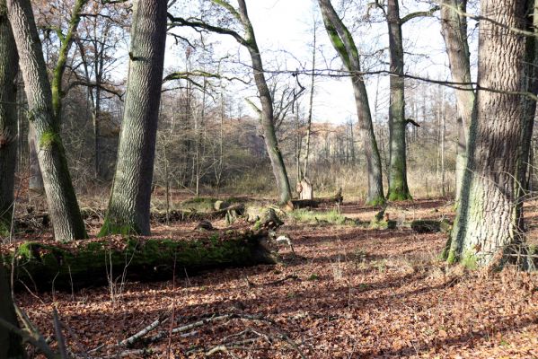 Karlovice, 18.11.2020
Sedmihorky, PR Bažantník.
Schlüsselwörter: Karlovice Sedmihorky PR Bažantník