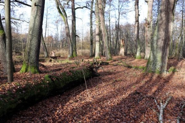 Karlovice, 18.11.2020
Sedmihorky, PR Bažantník.
Klíčová slova: Karlovice Sedmihorky PR Bažantník