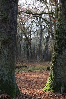 Karlovice, 18.11.2020
Sedmihorky, PR Bažantník.
Klíčová slova: Karlovice Sedmihorky PR Bažantník