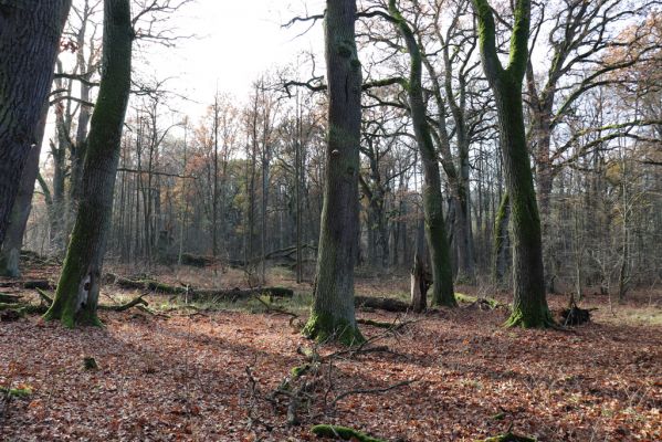 Karlovice, 18.11.2020
Sedmihorky, PR Bažantník.
Schlüsselwörter: Karlovice Sedmihorky PR Bažantník