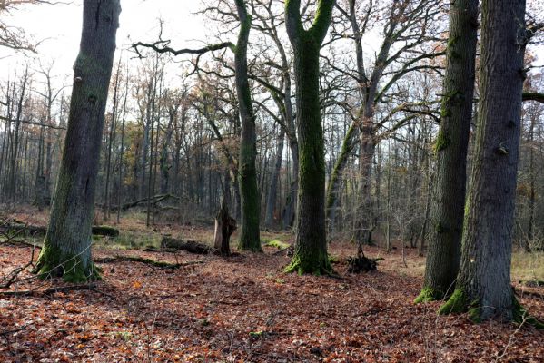 Karlovice, 18.11.2020
Sedmihorky, PR Bažantník.
Klíčová slova: Karlovice Sedmihorky PR Bažantník