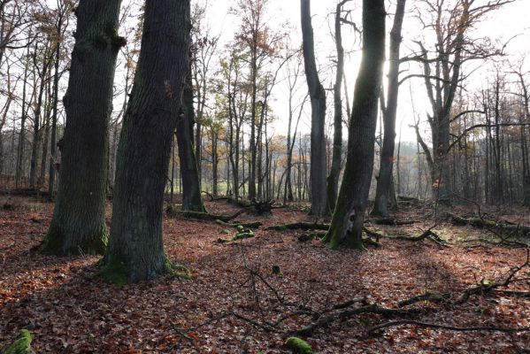 Karlovice, 18.11.2020
Sedmihorky, PR Bažantník.
Klíčová slova: Karlovice Sedmihorky PR Bažantník