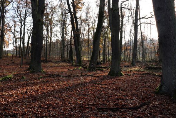 Karlovice, 18.11.2020
Sedmihorky, PR Bažantník.
Mots-clés: Karlovice Sedmihorky PR Bažantník