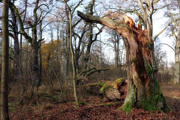 Karlovice, 18.11.2020
Sedmihorky, PR Bažantník.
Schlüsselwörter: Karlovice Sedmihorky PR Bažantník