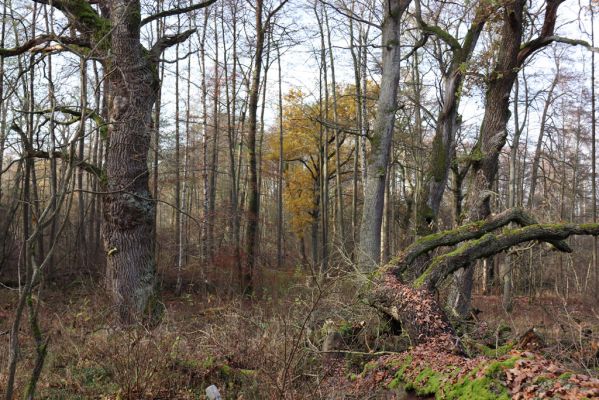 Karlovice, 18.11.2020
Sedmihorky, PR Bažantník.
Schlüsselwörter: Karlovice Sedmihorky PR Bažantník