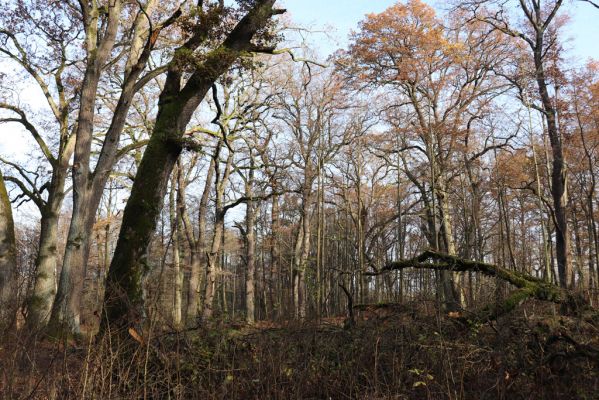 Karlovice, 18.11.2020
Sedmihorky, PR Bažantník.
Klíčová slova: Karlovice Sedmihorky PR Bažantník