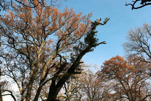 Karlovice, 18.11.2020
Sedmihorky, PR Bažantník.
Klíčová slova: Karlovice Sedmihorky PR Bažantník