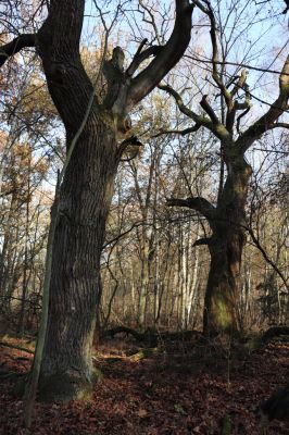 Karlovice, 18.11.2020
Sedmihorky, PR Bažantník.
Klíčová slova: Karlovice Sedmihorky PR Bažantník