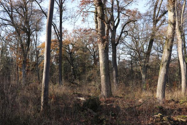 Karlovice, 18.11.2020
Sedmihorky, PR Bažantník.
Klíčová slova: Karlovice Sedmihorky PR Bažantník