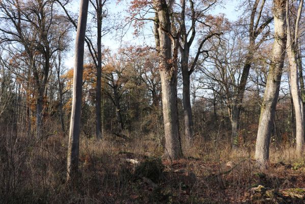 Karlovice, 18.11.2020
Sedmihorky, PR Bažantník.
Klíčová slova: Karlovice Sedmihorky PR Bažantník