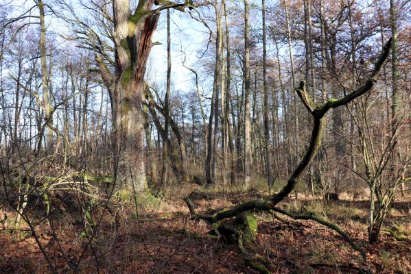 Karlovice, 18.11.2020
Sedmihorky, PR Bažantník.
Klíčová slova: Karlovice Sedmihorky PR Bažantník