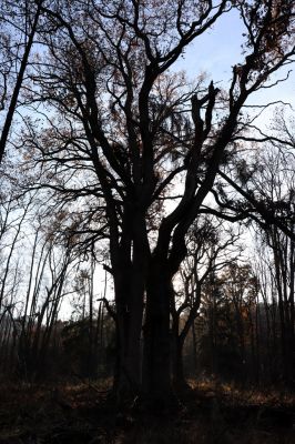 Karlovice, 18.11.2020
Sedmihorky, PR Bažantník.
Klíčová slova: Karlovice Sedmihorky PR Bažantník