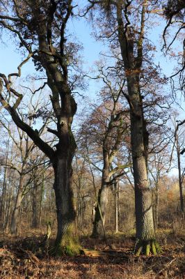 Karlovice, 18.11.2020
Sedmihorky, PR Bažantník.
Klíčová slova: Karlovice Sedmihorky PR Bažantník